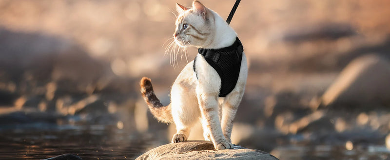Guia de passeio para Gatos com peitoral