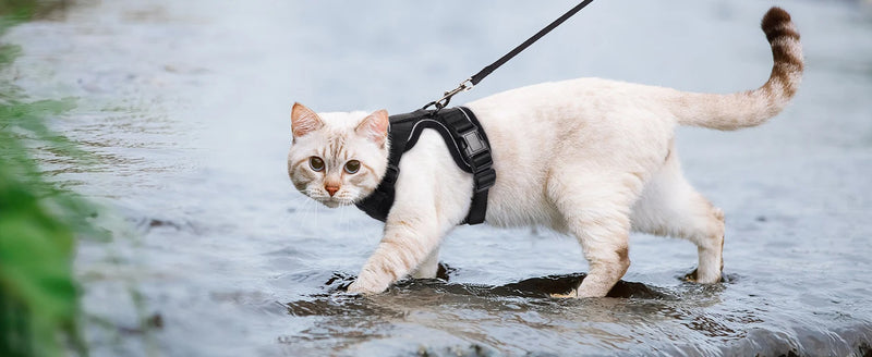 Guia de passeio para Gatos com peitoral