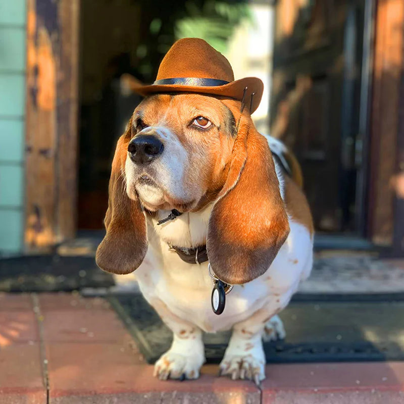 Chapéu britânico para cães de estimação, chapéu de cowboy estrela, suprimentos para animais de estimação, fantasia de cachorro ajustável, chapéu superior, bonés para cães, chapéus de sol para gatos