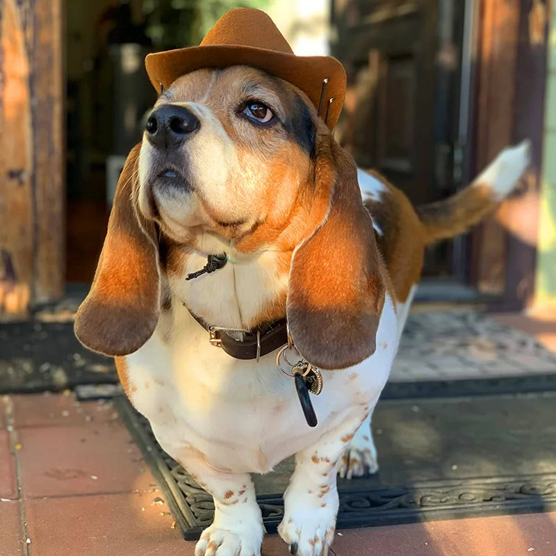 Chapéu britânico para cães de estimação, chapéu de cowboy estrela, suprimentos para animais de estimação, fantasia de cachorro ajustável, chapéu superior, bonés para cães, chapéus de sol para gatos