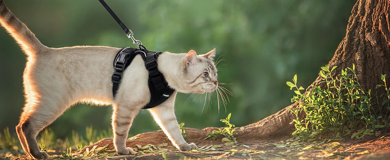 Guia de passeio para Gatos com peitoral