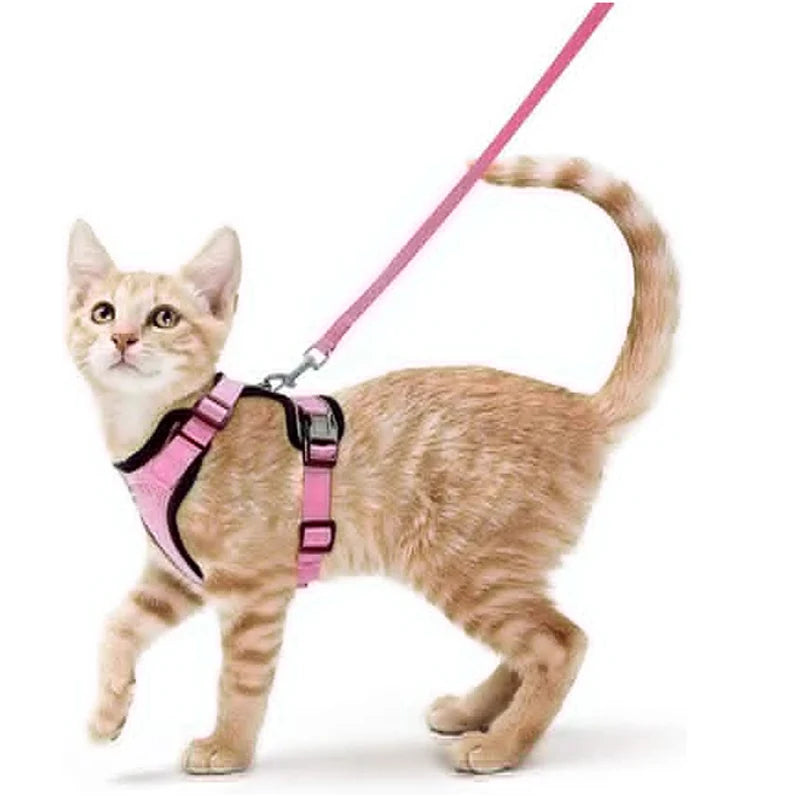 Guia de passeio para Gatos com peitoral