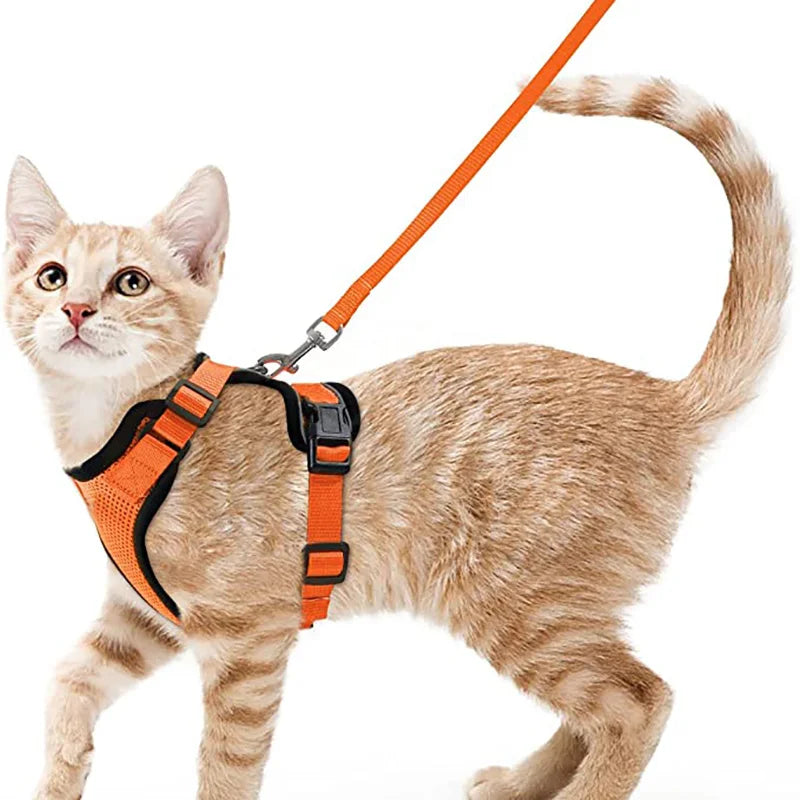 Guia de passeio para Gatos com peitoral