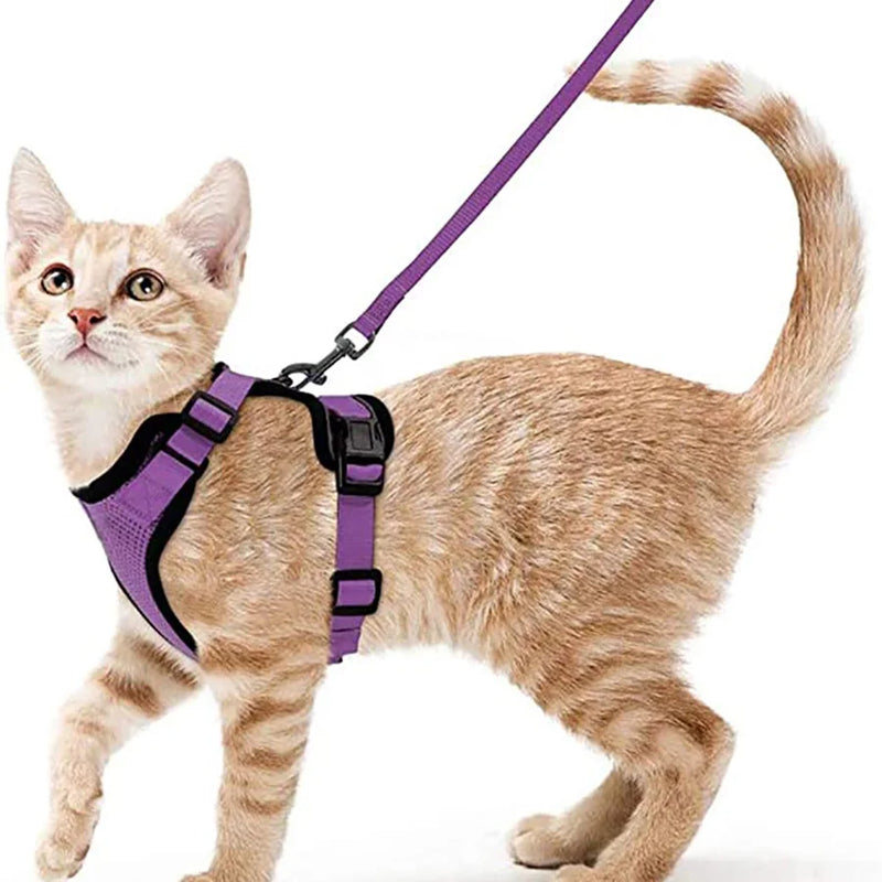 Guia de passeio para Gatos com peitoral