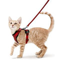 Guia de passeio para Gatos com peitoral