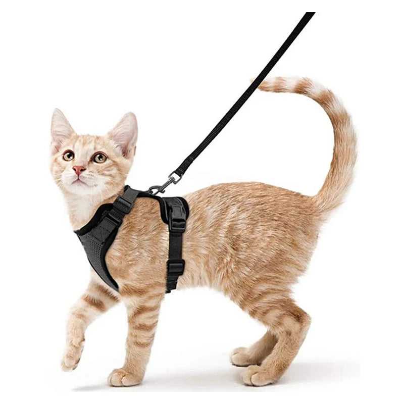Guia de passeio para Gatos com peitoral