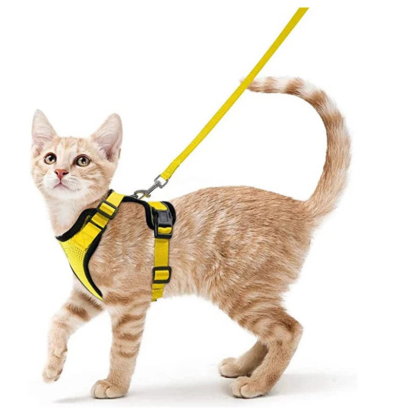 Guia de passeio para Gatos com peitoral
